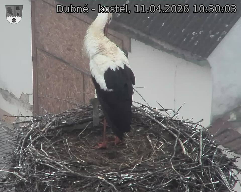 Capi_Dubne_20260411_103003.jpg (1350&nbsp;x&nbsp;1080)