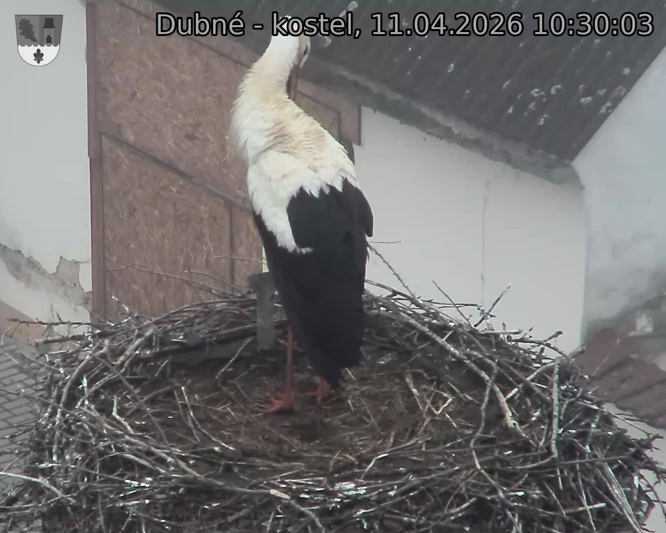 Capi_Dubne_20260411_103003.jpg (1350&nbsp;x&nbsp;1080)