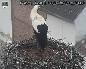 Capi_Dubne_20260411_103003.jpg (1350&nbsp;x&nbsp;1080)