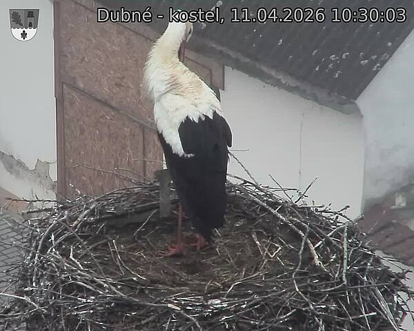 Capi_Dubne_20260411_103003.jpg (1350&nbsp;x&nbsp;1080)