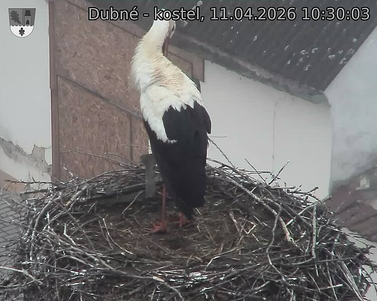 Capi_Dubne_20260411_103003.jpg (1350&nbsp;x&nbsp;1080)