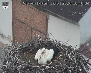 Capi_Dubne_20260411_104004.jpg (1350&nbsp;x&nbsp;1080)