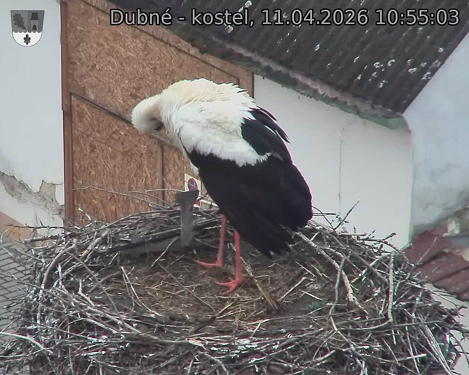 Capi_Dubne_20260411_105504.jpg (1350&nbsp;x&nbsp;1080)