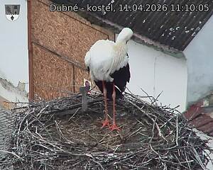 Capi_Dubne_20260411_111005.jpg (1350&nbsp;x&nbsp;1080)