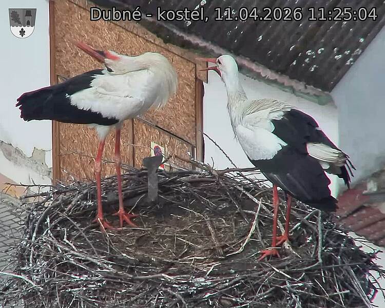 Capi_Dubne_20260411_112504.jpg (1350&nbsp;x&nbsp;1080)