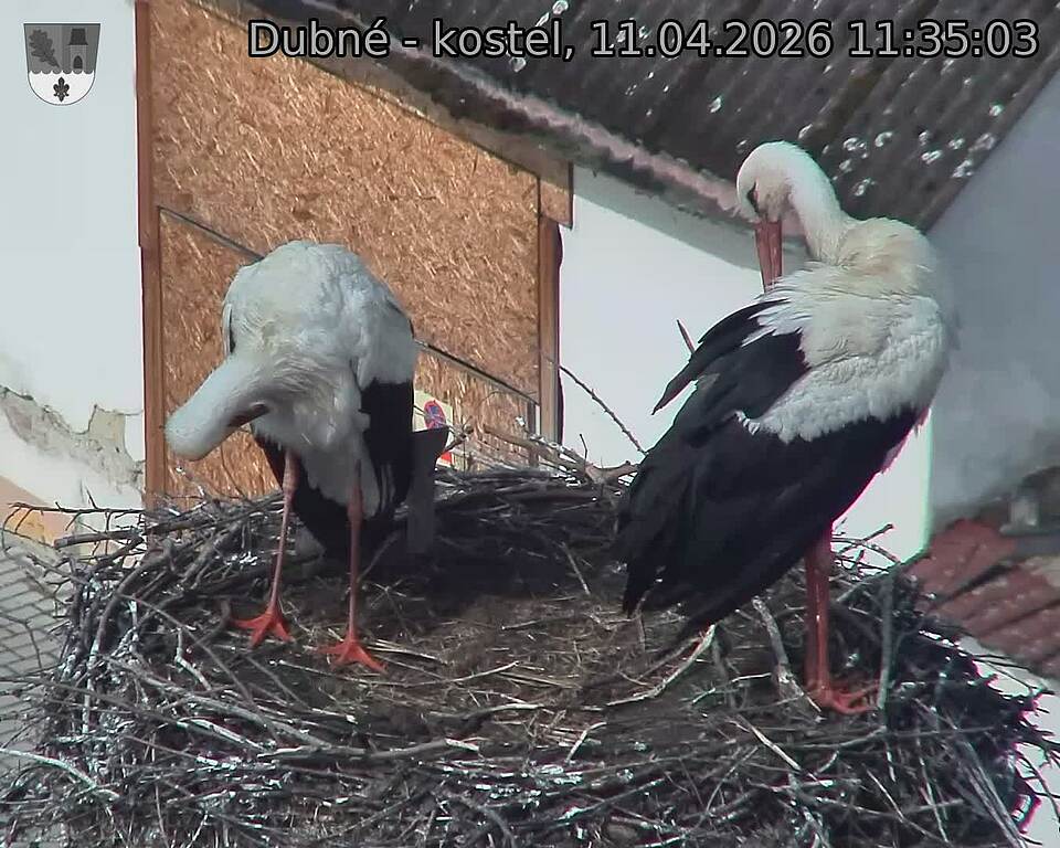 Capi_Dubne_20260411_113503.jpg (1350&nbsp;x&nbsp;1080)