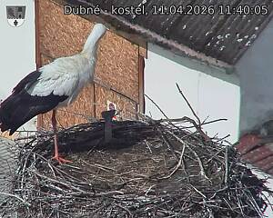 Capi_Dubne_20260411_114005.jpg (1350&nbsp;x&nbsp;1080)