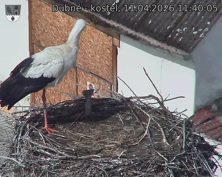 Capi_Dubne_20260411_114005.jpg (1350&nbsp;x&nbsp;1080)