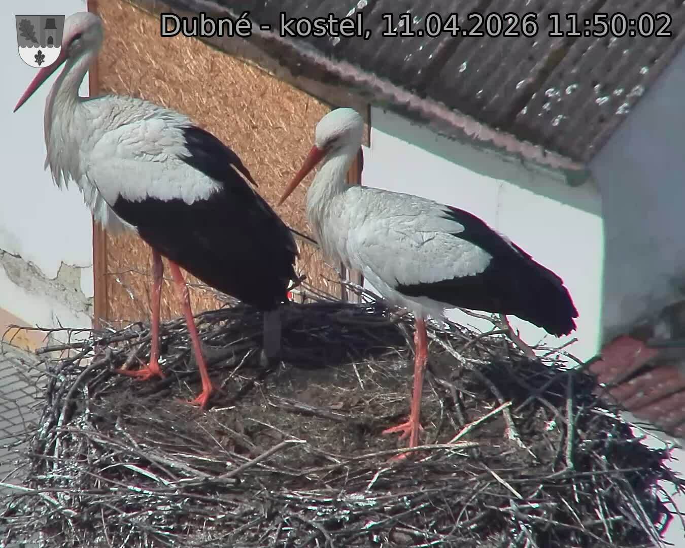 Capi_Dubne_20260411_115002.jpg (1350&nbsp;x&nbsp;1080)