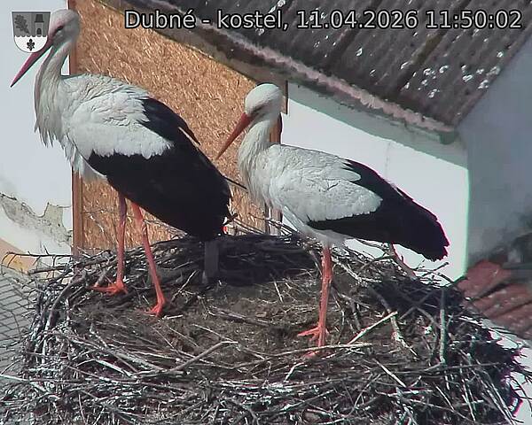 Capi_Dubne_20260411_115002.jpg (1350&nbsp;x&nbsp;1080)