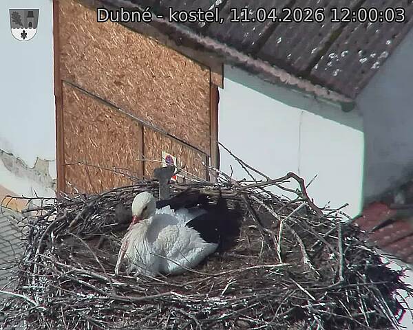 Capi_Dubne_20260411_120003.jpg (1350&nbsp;x&nbsp;1080)