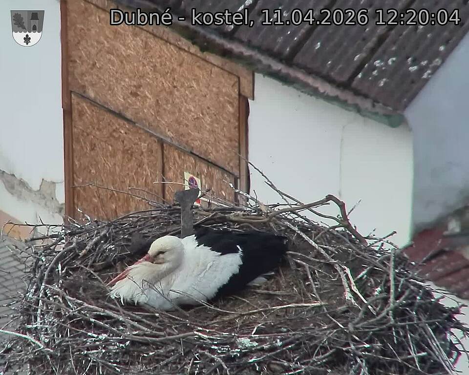 Capi_Dubne_20260411_122004.jpg (1350&nbsp;x&nbsp;1080)