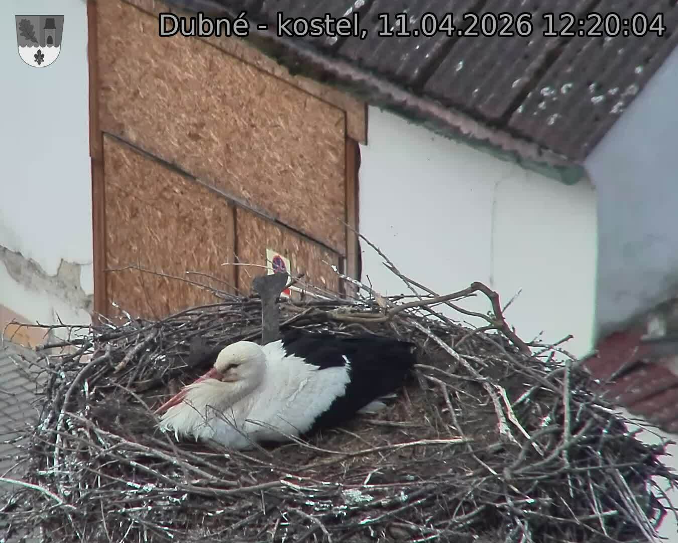 Capi_Dubne_20260411_122004.jpg (1350&nbsp;x&nbsp;1080)