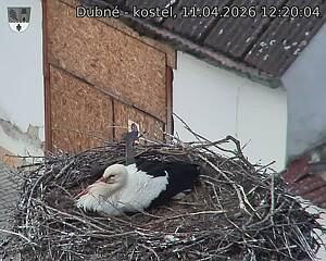 Capi_Dubne_20260411_122004.jpg (1350&nbsp;x&nbsp;1080)