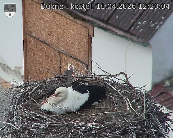 Capi_Dubne_20260411_122004.jpg (1350&nbsp;x&nbsp;1080)