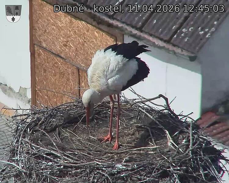 Capi_Dubne_20260411_124503.jpg (1350&nbsp;x&nbsp;1080)