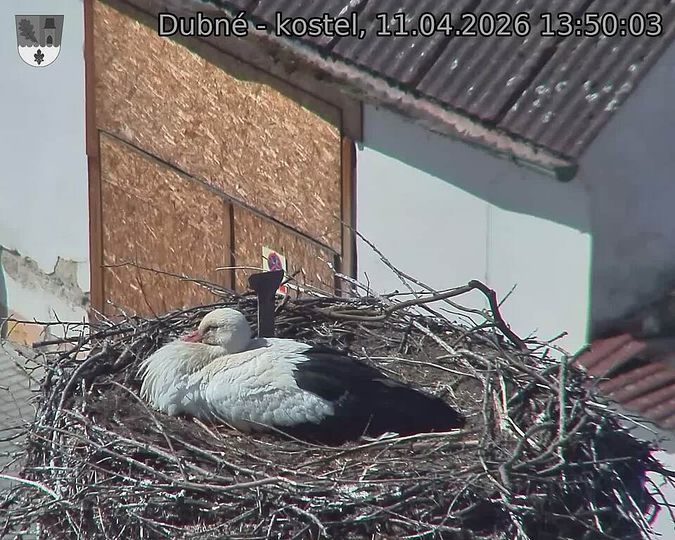 Capi_Dubne_20260411_135003.jpg (1350&nbsp;x&nbsp;1080)