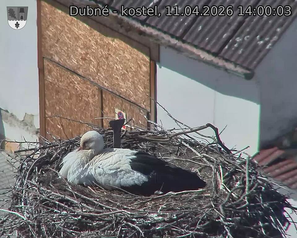 Capi_Dubne_20260411_140003.jpg (1350&nbsp;x&nbsp;1080)