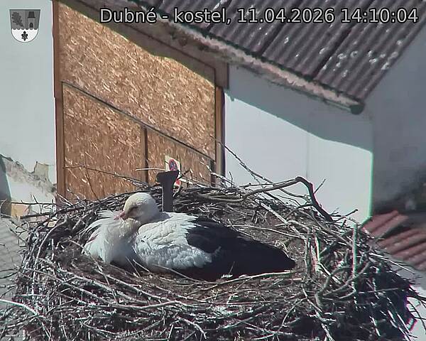 Capi_Dubne_20260411_141004.jpg (1350&nbsp;x&nbsp;1080)