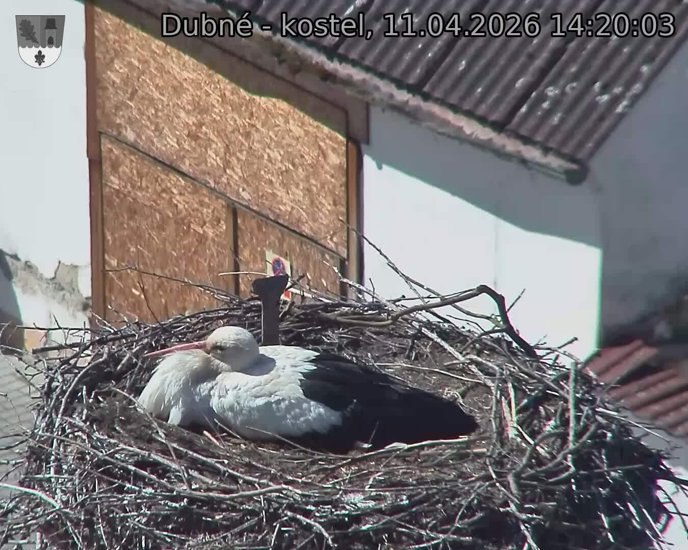 Capi_Dubne_20260411_142003.jpg (1350&nbsp;x&nbsp;1080)
