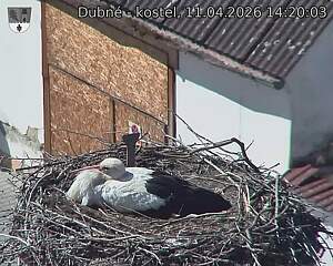 Capi_Dubne_20260411_142003.jpg (1350&nbsp;x&nbsp;1080)