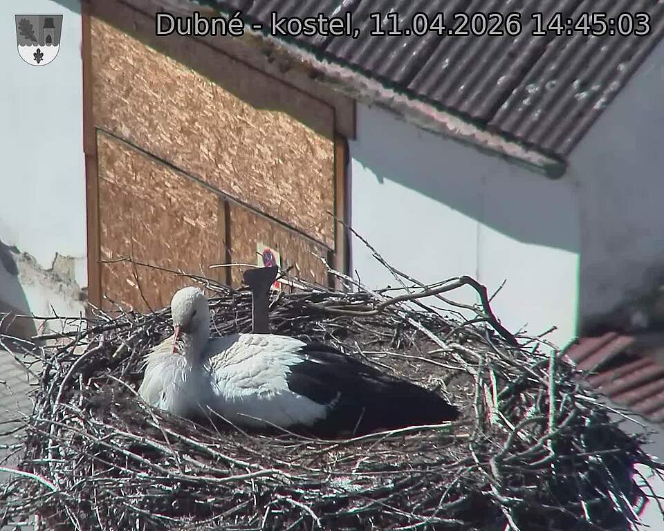 Capi_Dubne_20260411_144503.jpg (1350&nbsp;x&nbsp;1080)