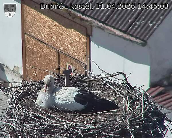 Capi_Dubne_20260411_144503.jpg (1350&nbsp;x&nbsp;1080)