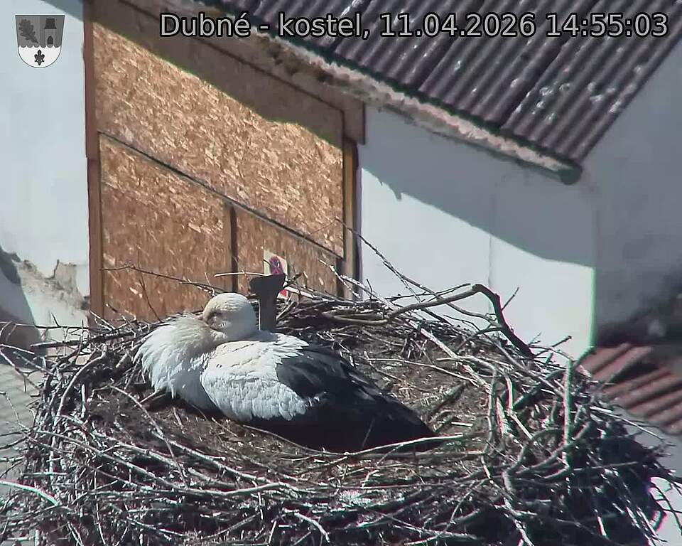 Capi_Dubne_20260411_145503.jpg (1350&nbsp;x&nbsp;1080)