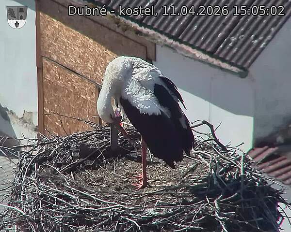 Capi_Dubne_20260411_150502.jpg (1350&nbsp;x&nbsp;1080)