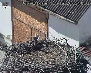 Capi_Dubne_20260411_153003.jpg (1350&nbsp;x&nbsp;1080)