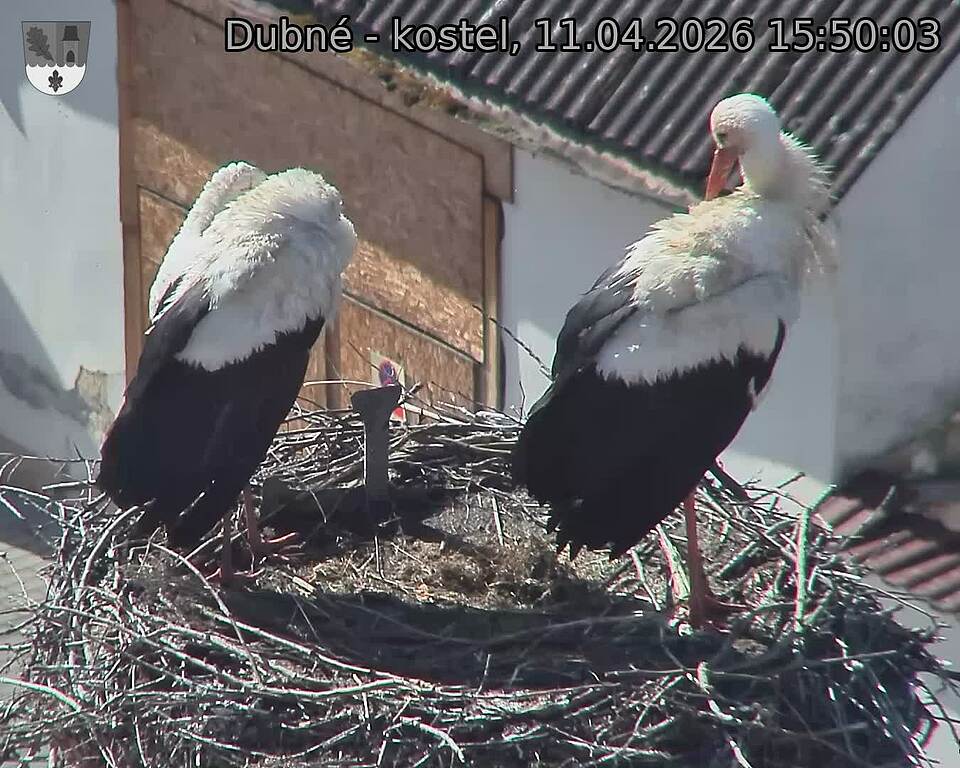 Capi_Dubne_20260411_155003.jpg (1350&nbsp;x&nbsp;1080)