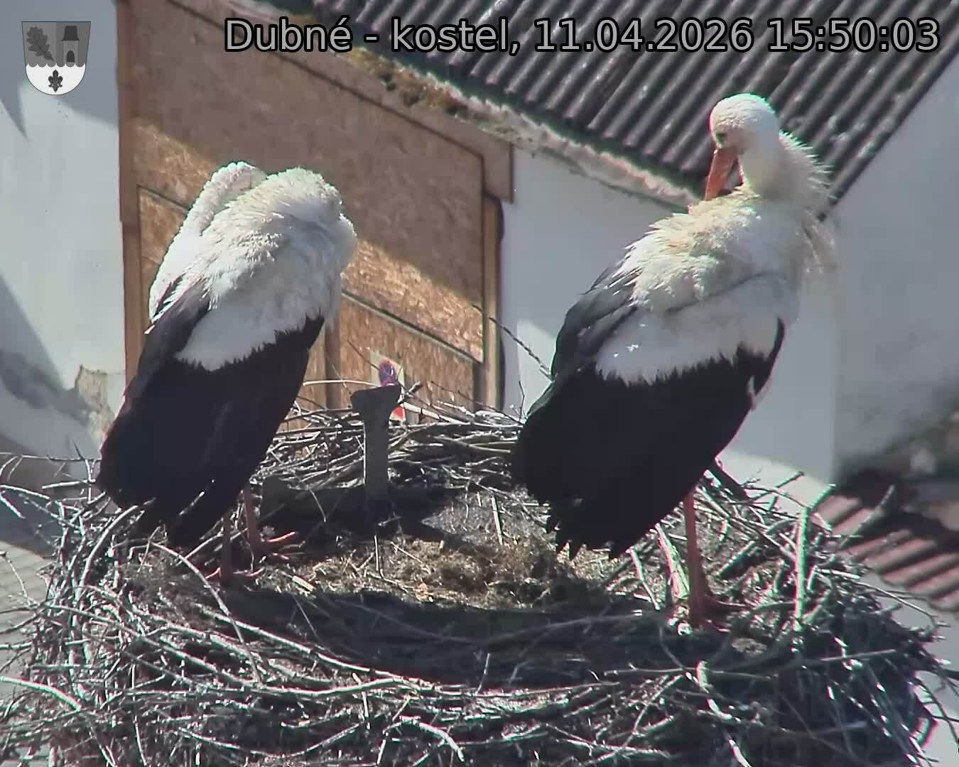 Capi_Dubne_20260411_155003.jpg (1350&nbsp;x&nbsp;1080)