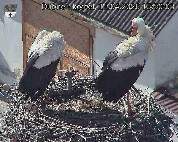 Capi_Dubne_20260411_155003.jpg (1350&nbsp;x&nbsp;1080)