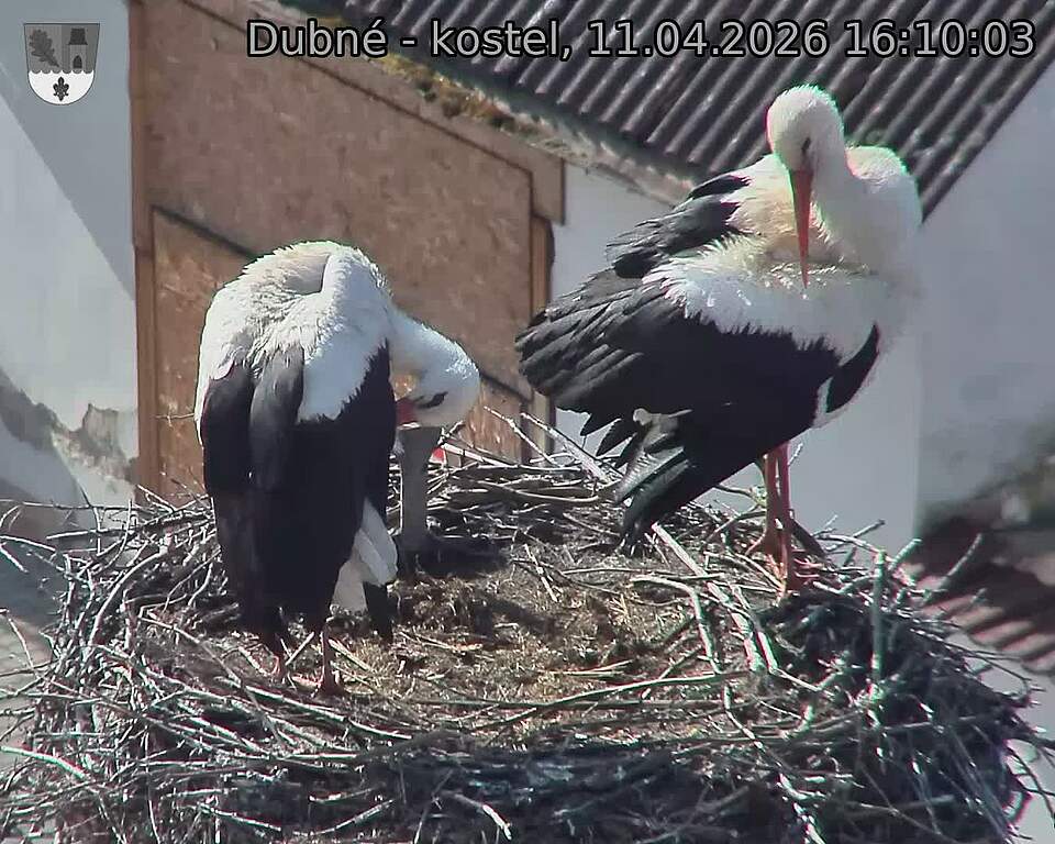 Capi_Dubne_20260411_161004.jpg (1350&nbsp;x&nbsp;1080)