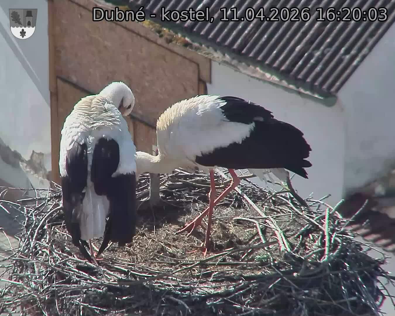 Capi_Dubne_20260411_162003.jpg (1350&nbsp;x&nbsp;1080)