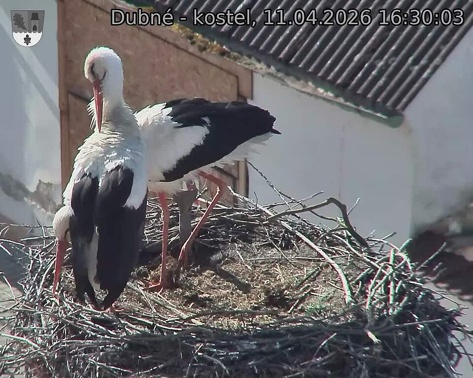 Capi_Dubne_20260411_163003.jpg (1350&nbsp;x&nbsp;1080)