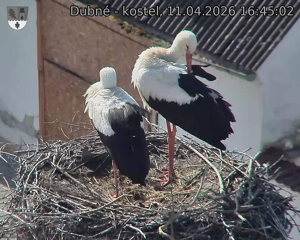 Capi_Dubne_20260411_164502.jpg (1350&nbsp;x&nbsp;1080)