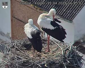 Capi_Dubne_20260411_164502.jpg (1350&nbsp;x&nbsp;1080)