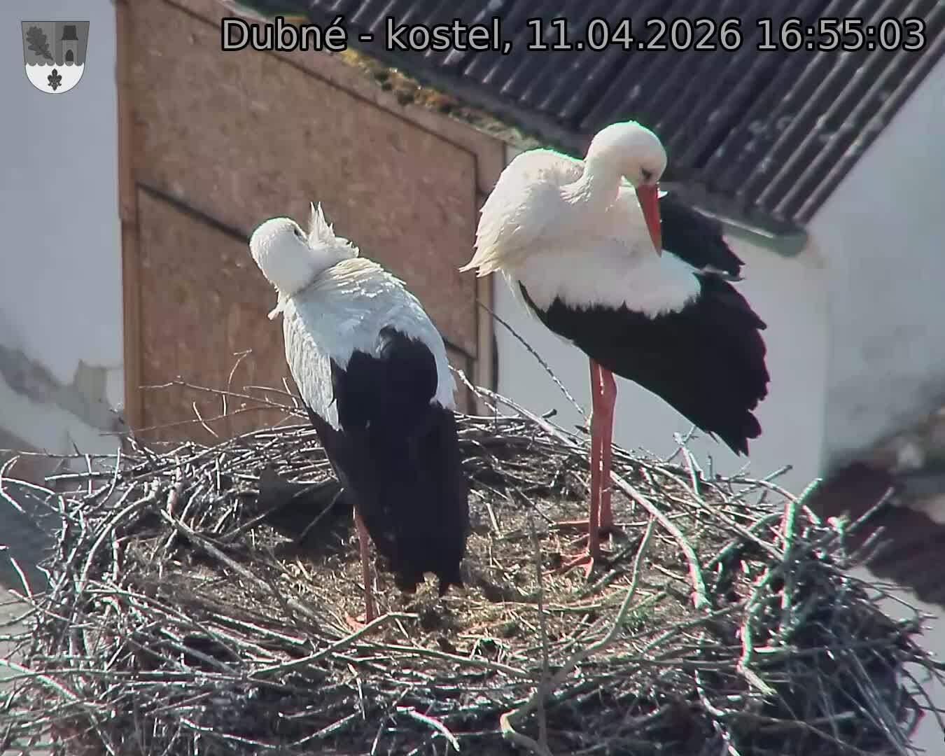 Capi_Dubne_20260411_165503.jpg (1350&nbsp;x&nbsp;1080)