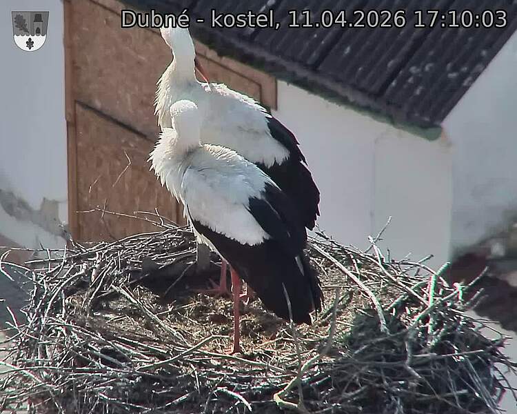 Capi_Dubne_20260411_171003.jpg (1350&nbsp;x&nbsp;1080)