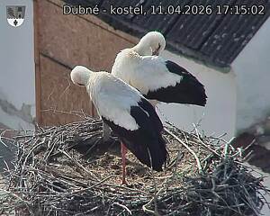 Capi_Dubne_20260411_171502.jpg (1350&nbsp;x&nbsp;1080)