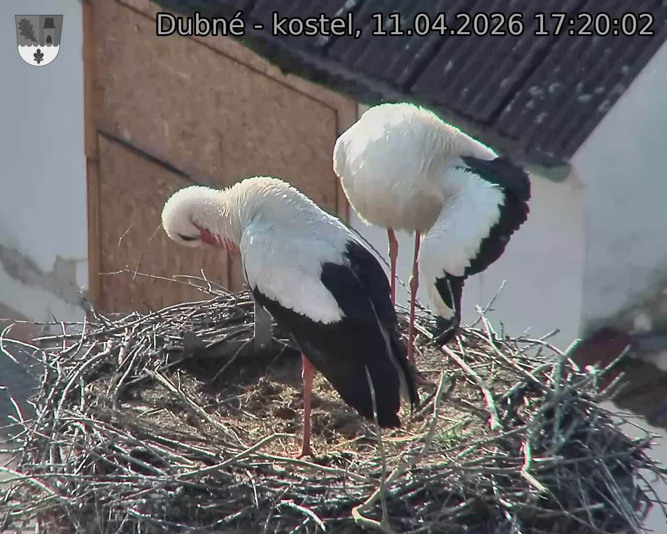 Capi_Dubne_20260411_172002.jpg (1350&nbsp;x&nbsp;1080)