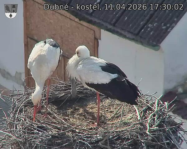 Capi_Dubne_20260411_173002.jpg (1350&nbsp;x&nbsp;1080)