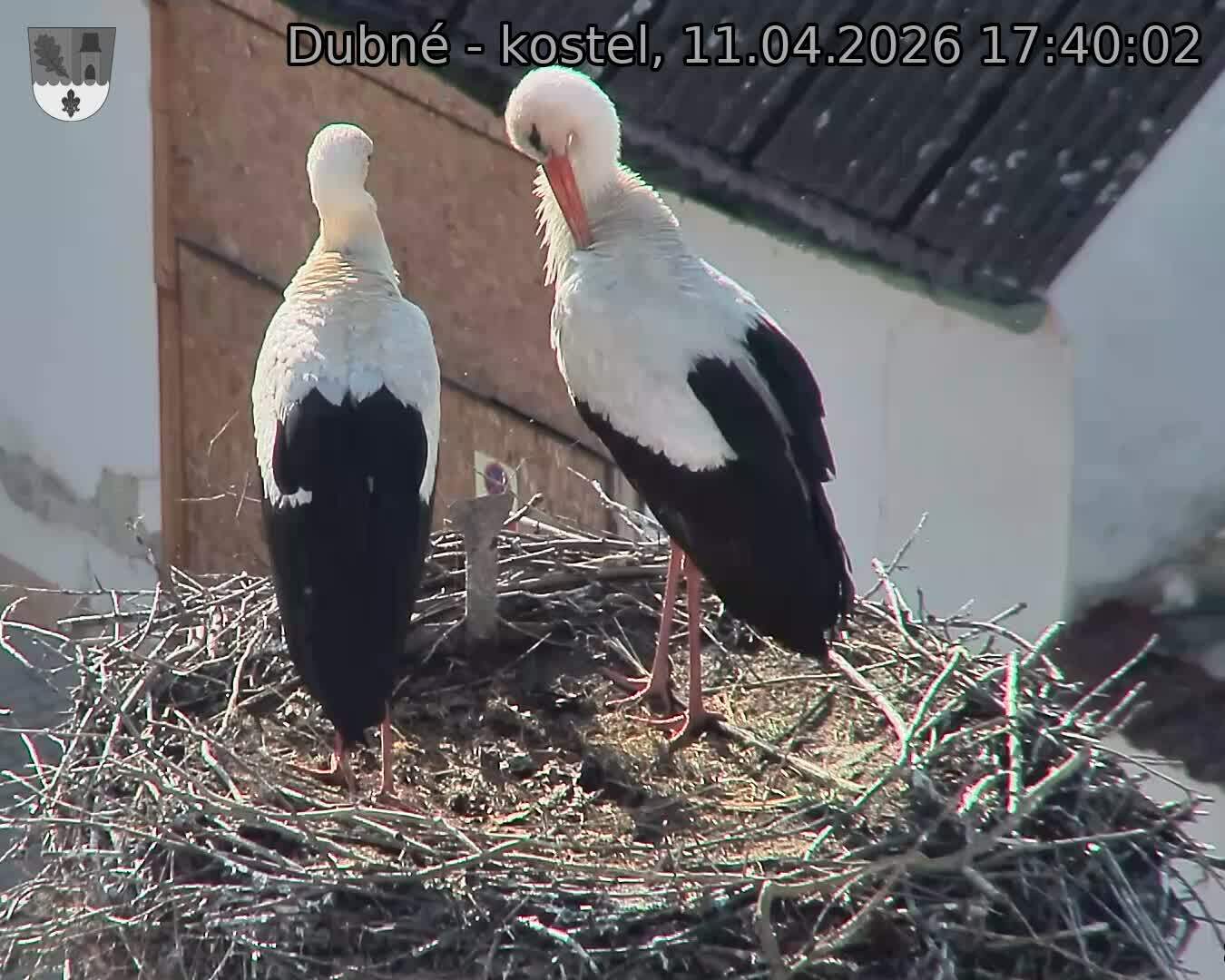 Capi_Dubne_20260411_174002.jpg (1350&nbsp;x&nbsp;1080)