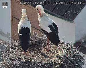 Capi_Dubne_20260411_174002.jpg (1350&nbsp;x&nbsp;1080)