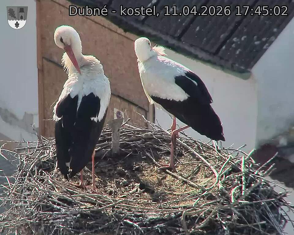 Capi_Dubne_20260411_174502.jpg (1350&nbsp;x&nbsp;1080)