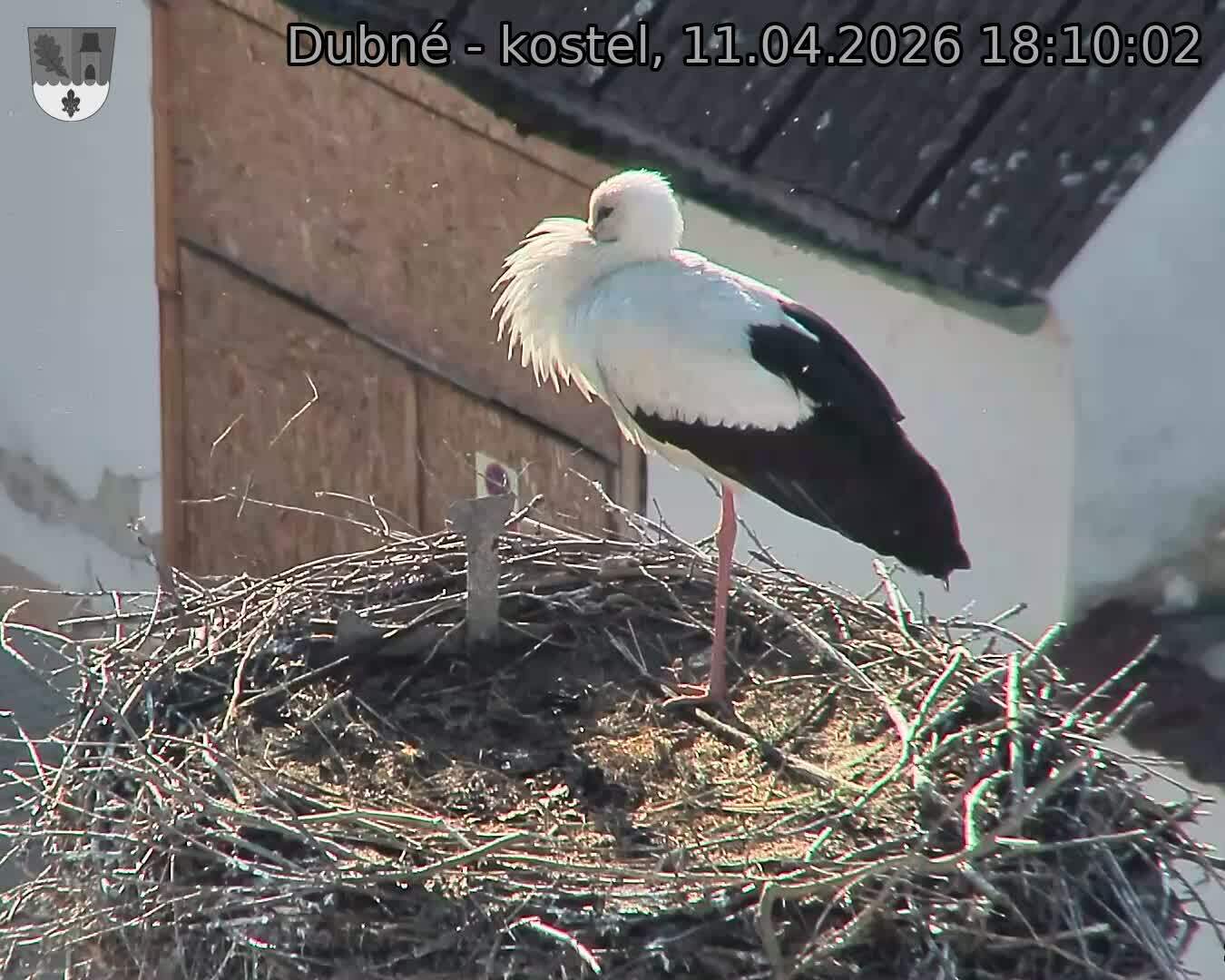 Capi_Dubne_20260411_181002.jpg (1350&nbsp;x&nbsp;1080)