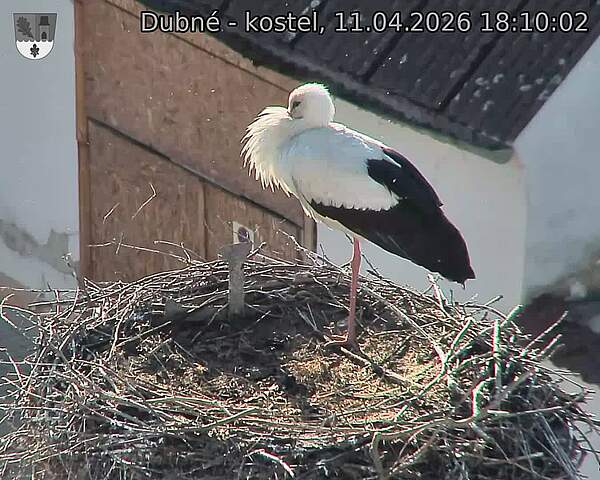 Capi_Dubne_20260411_181002.jpg (1350&nbsp;x&nbsp;1080)