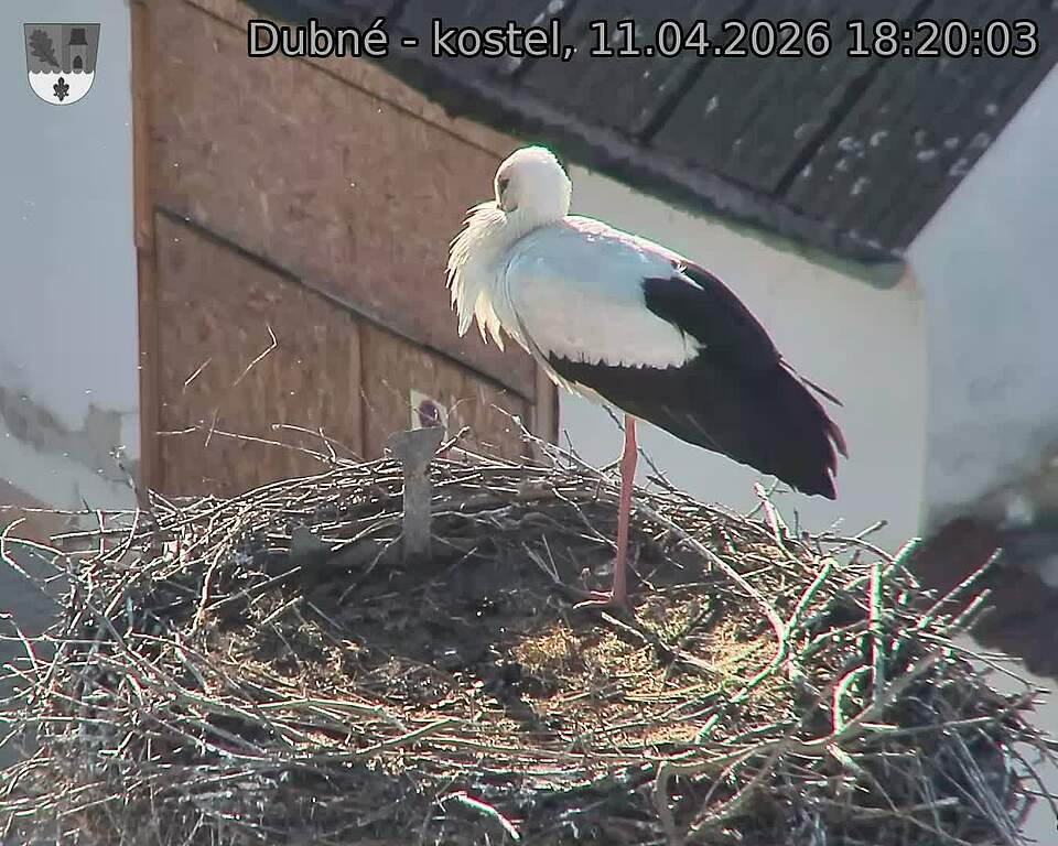 Capi_Dubne_20260411_182003.jpg (1350&nbsp;x&nbsp;1080)