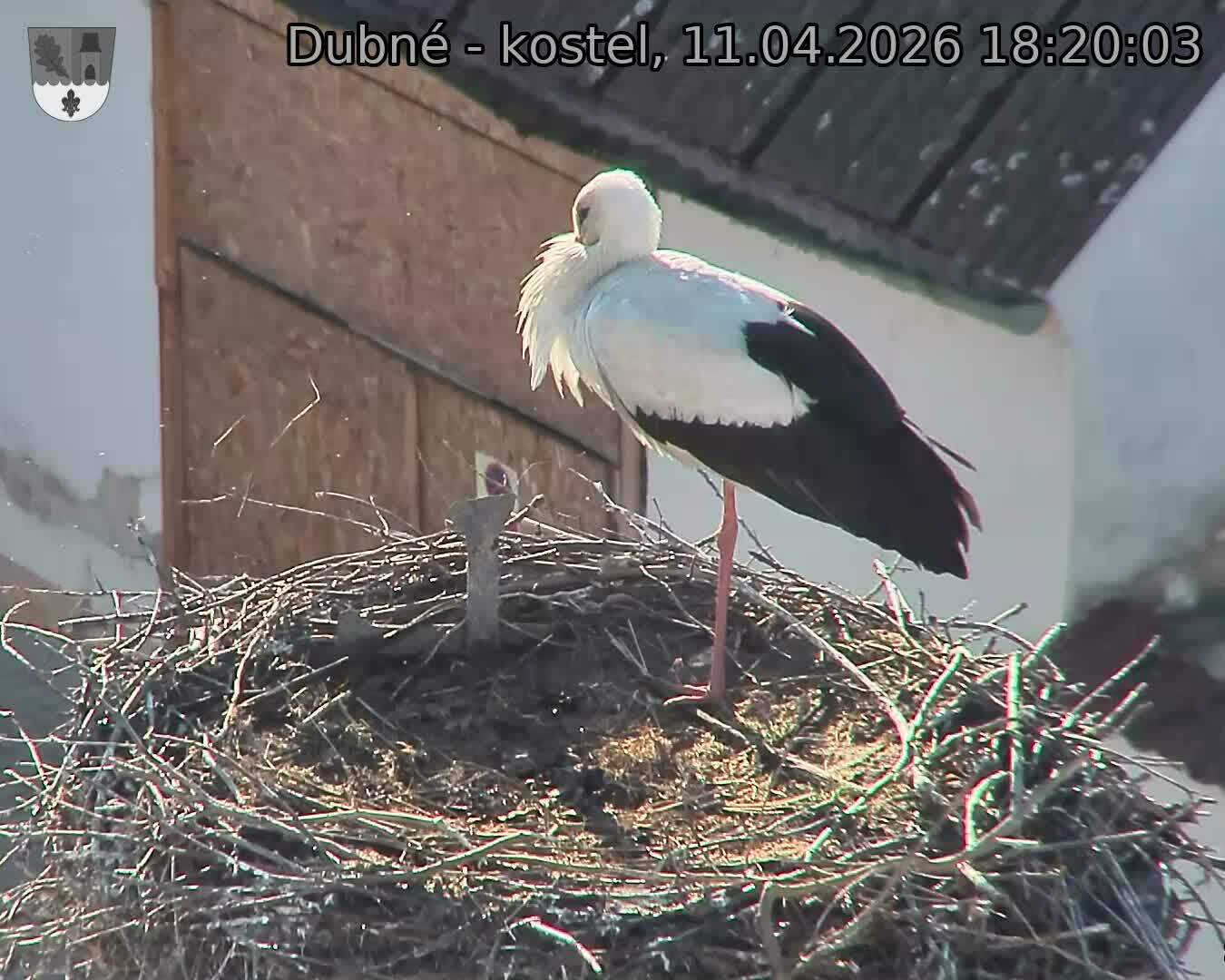 Capi_Dubne_20260411_182003.jpg (1350&nbsp;x&nbsp;1080)